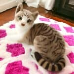 Peluche chat tigré gris